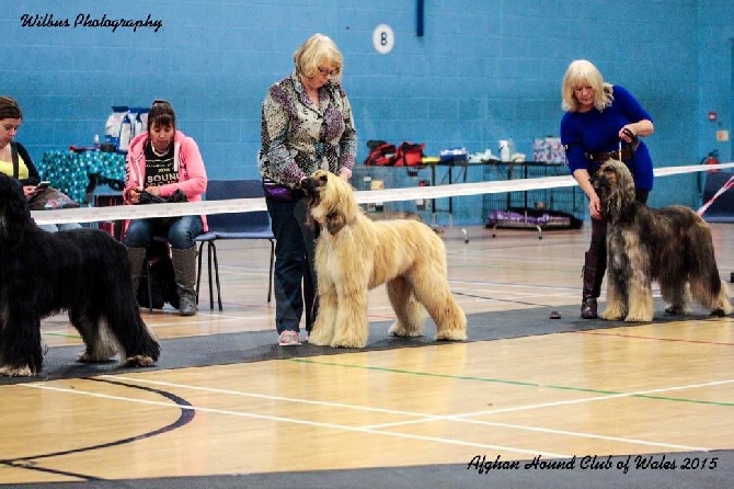 De koulangar - MANNIN KENNEL ASSOCIATION LIMITED SHOW 20/03/2016