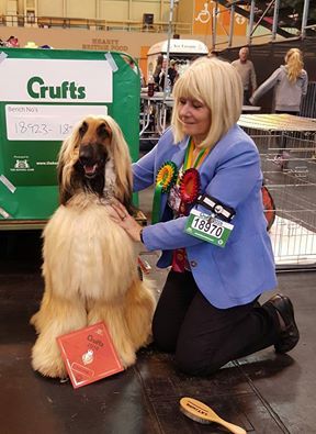 De koulangar - EAST OF ENGLAND AFGHAN HOUND CLUB CH. SHOW 22/02/2016