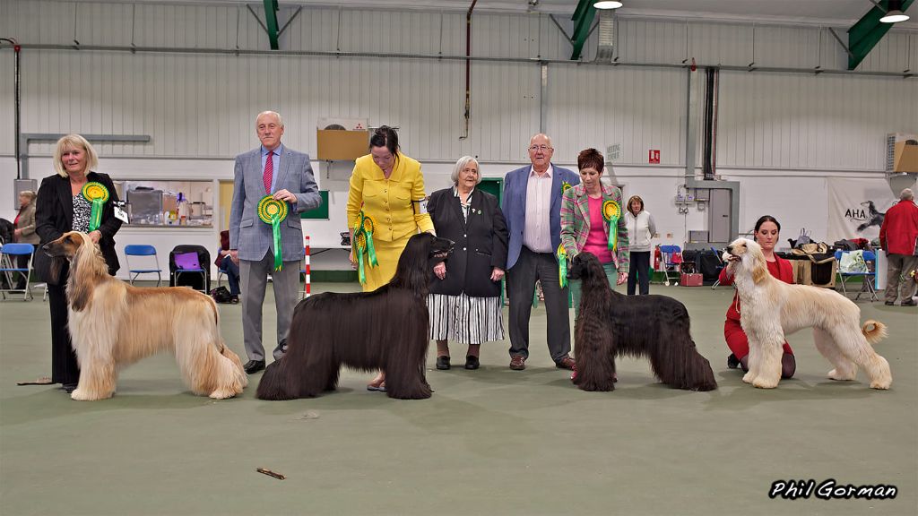 De koulangar - AFGHAN HOUND ASSOCIATION CH.SHOW  LE 06/05/2019