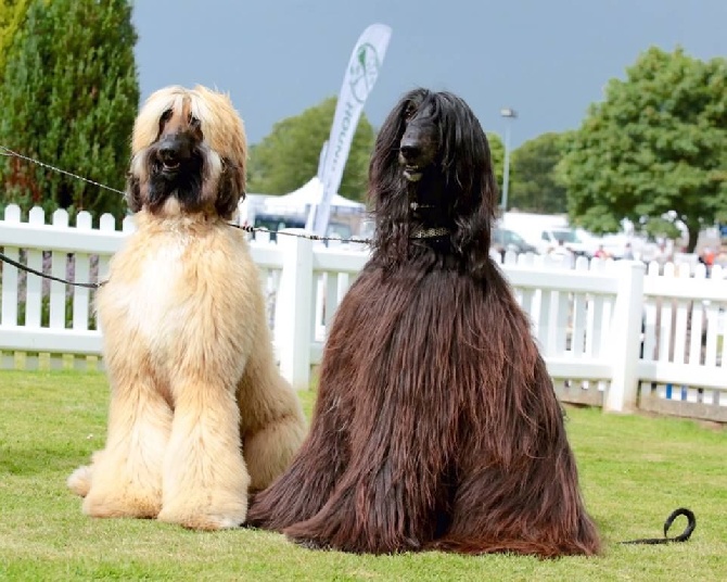 De koulangar - HOUND ASSOCIATION CH. SHOW 01/08/2015