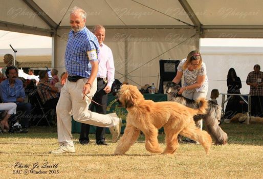 De koulangar - BORDER COUNTRIES HOUND SHOW  15/08/2015