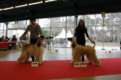 De koulangar - EXPOSITION INTERNATIONALE DU PARIS DOG SHOW LE 08/01/2012