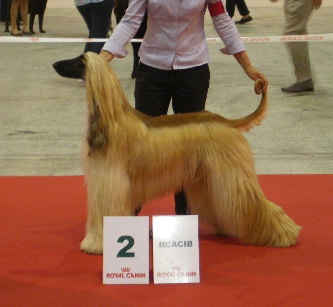 De koulangar - EXPOSITION INTERNATIONALE DE CAHORS  03/08/2014