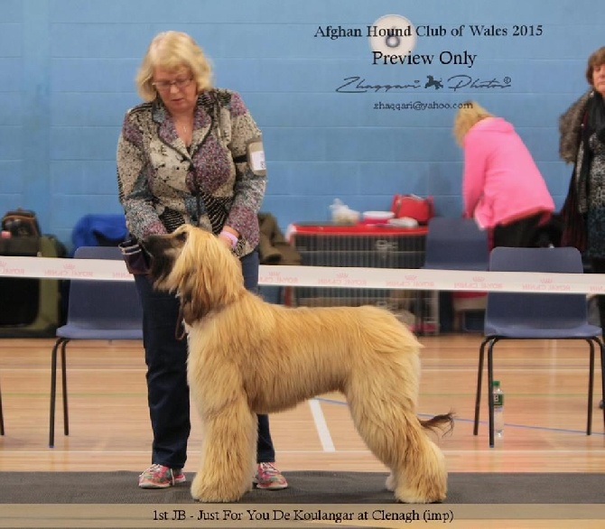 De koulangar - AFGHAN HOUND CLUB OF WALES  CWMBRAN STADIUM 01/11/2015