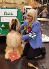  - EAST OF ENGLAND AFGHAN HOUND CLUB CH. SHOW 22/02/2016