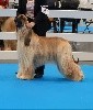  - LADIES KENNEL ASSOCIATION CH.SHOW  16/12/2018