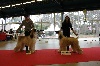  - EXPOSITION INTERNATIONALE DU PARIS DOG SHOW LE 08/01/2012