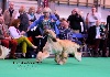  - CRUFTS  13/03/2016