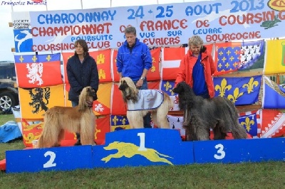 De koulangar - CHAMPIONNAT DE FRANCE COURSING CHARDONNAY 24/08/2013