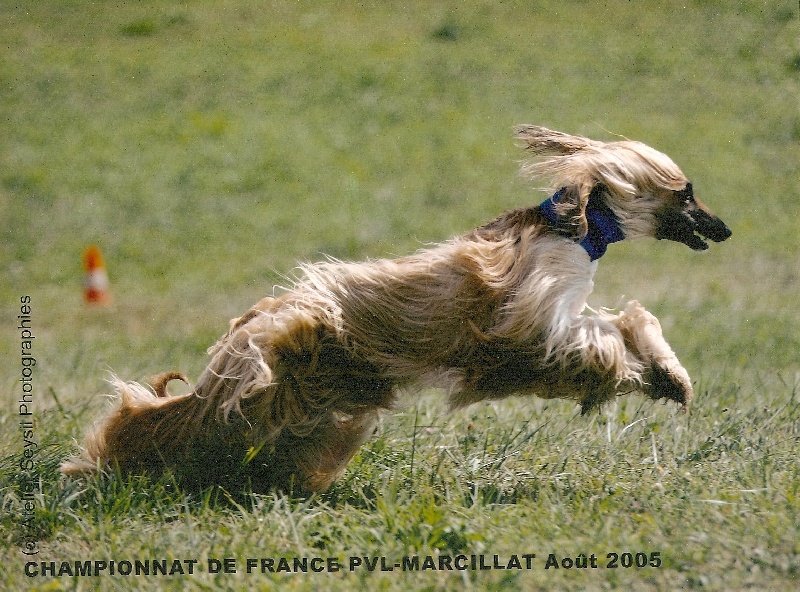 CH. Tess golden lady De koulangar