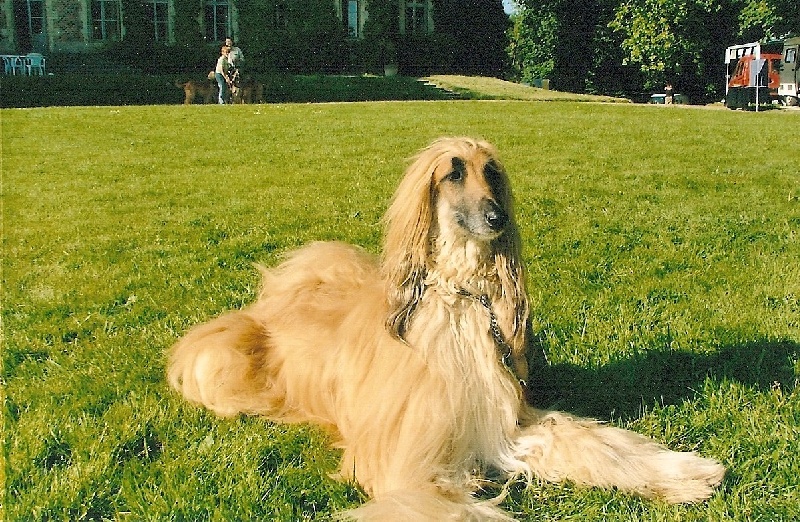 CH. Thales De koulangar