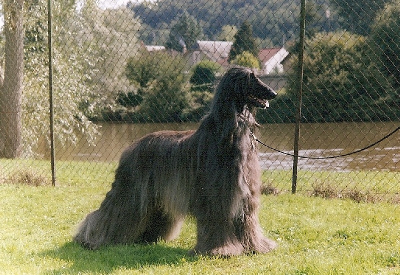 CH. Faradje De koulangar