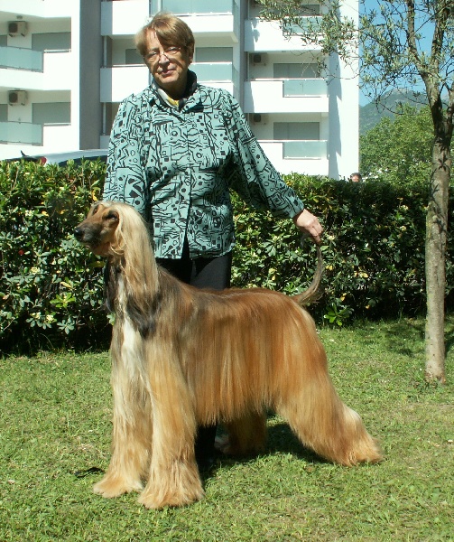 CH. Ultra chic demon De koulangar
