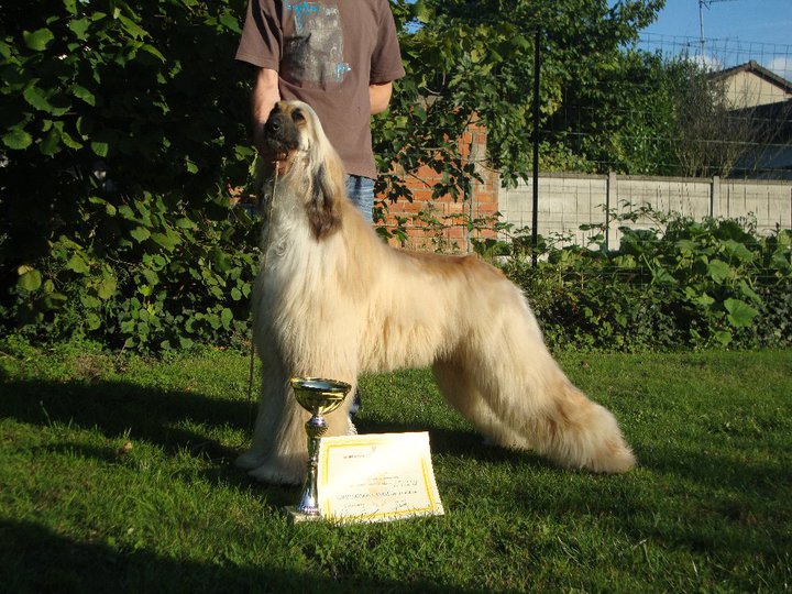 CH. El conquistador erevan De koulangar