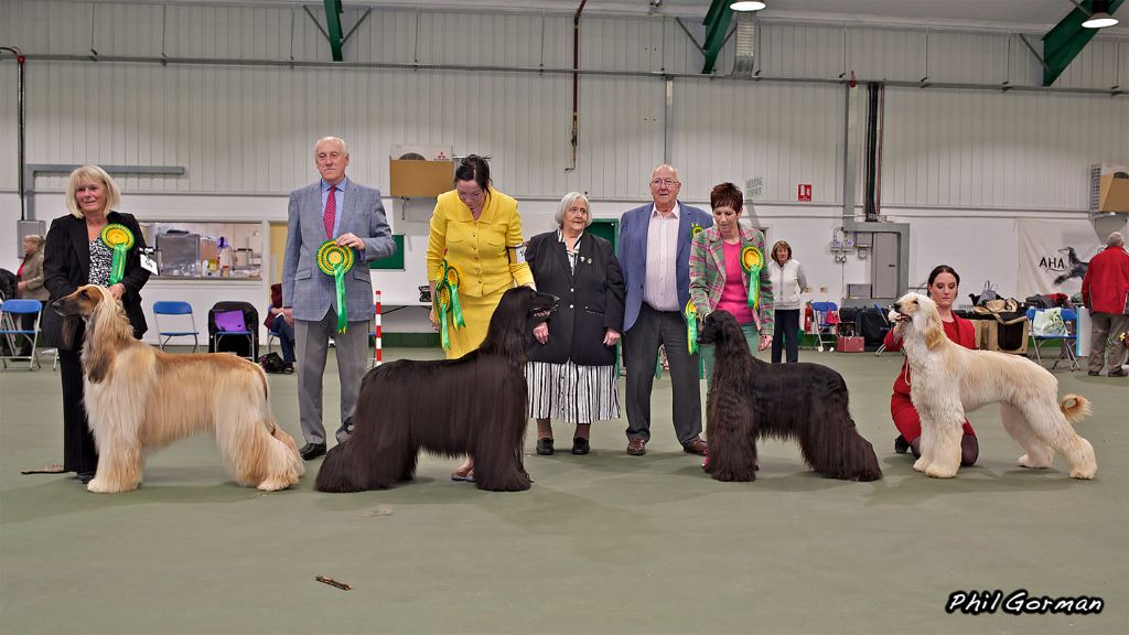 De koulangar - AFGHAN HOUND ASSOCIATION CH.SHOW LE 06/05/2019