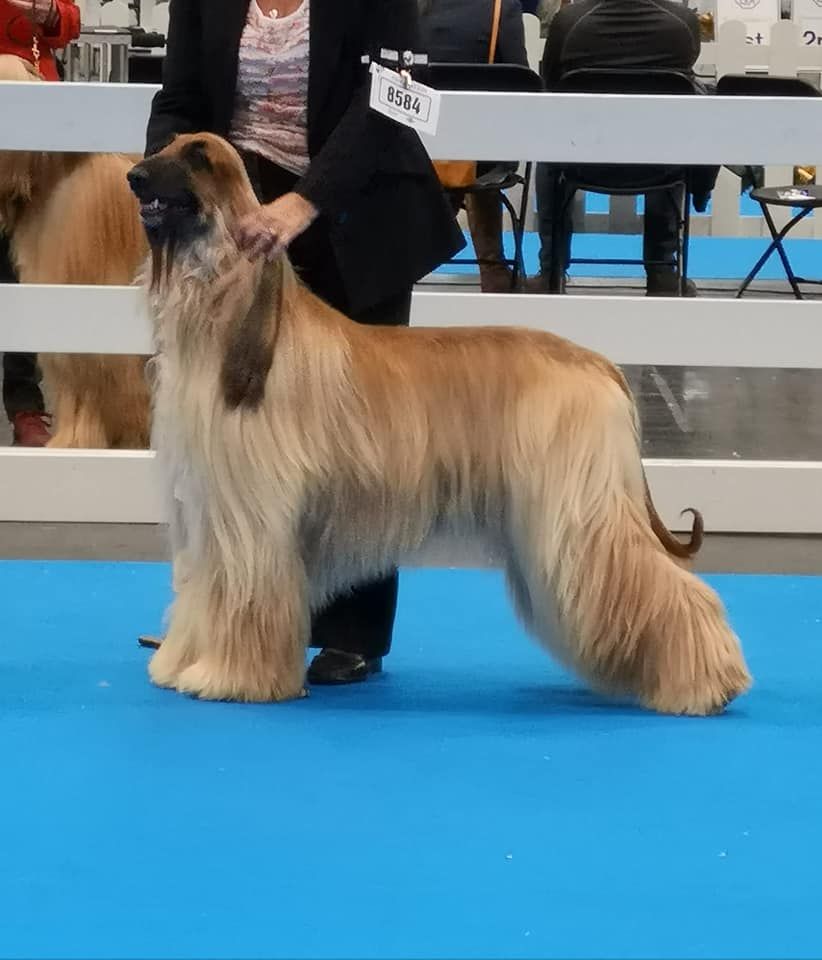 De koulangar - LADIES KENNEL ASSOCIATION CH.SHOW 16/12/2018