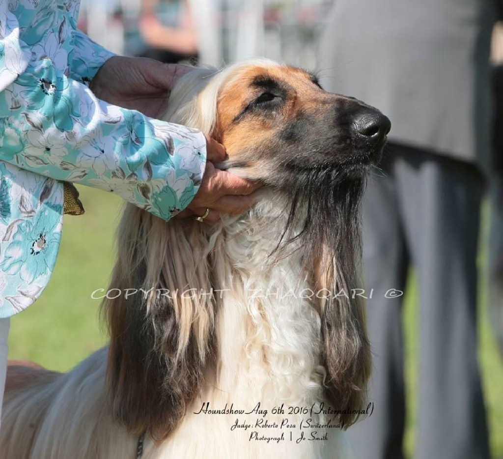 De koulangar - HOUND SHOW INTERNATIONAL 06/08/2016