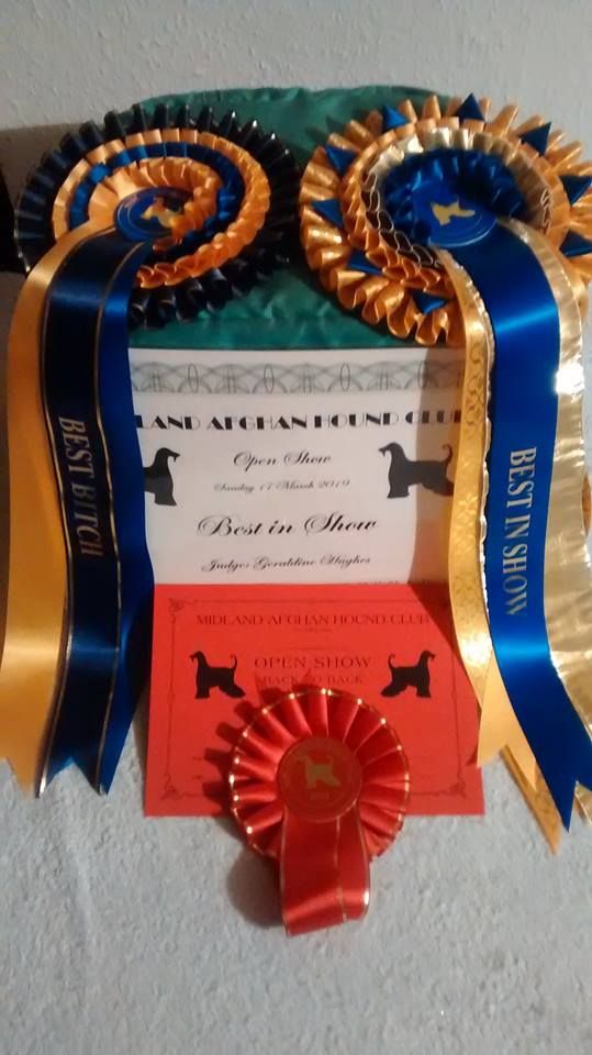 De koulangar - MIDLAND AFGHAN HOUND CLUB 17/03/2019