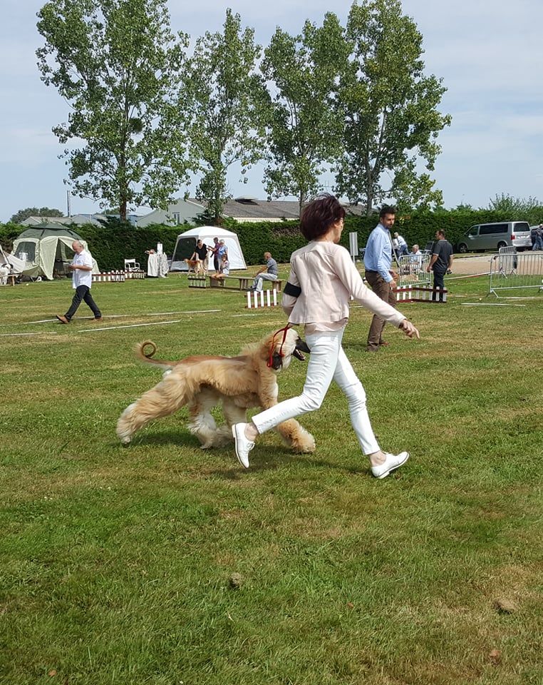 De koulangar - NATIONALE D'ELEVAGE A CERILLY 14/07/2018