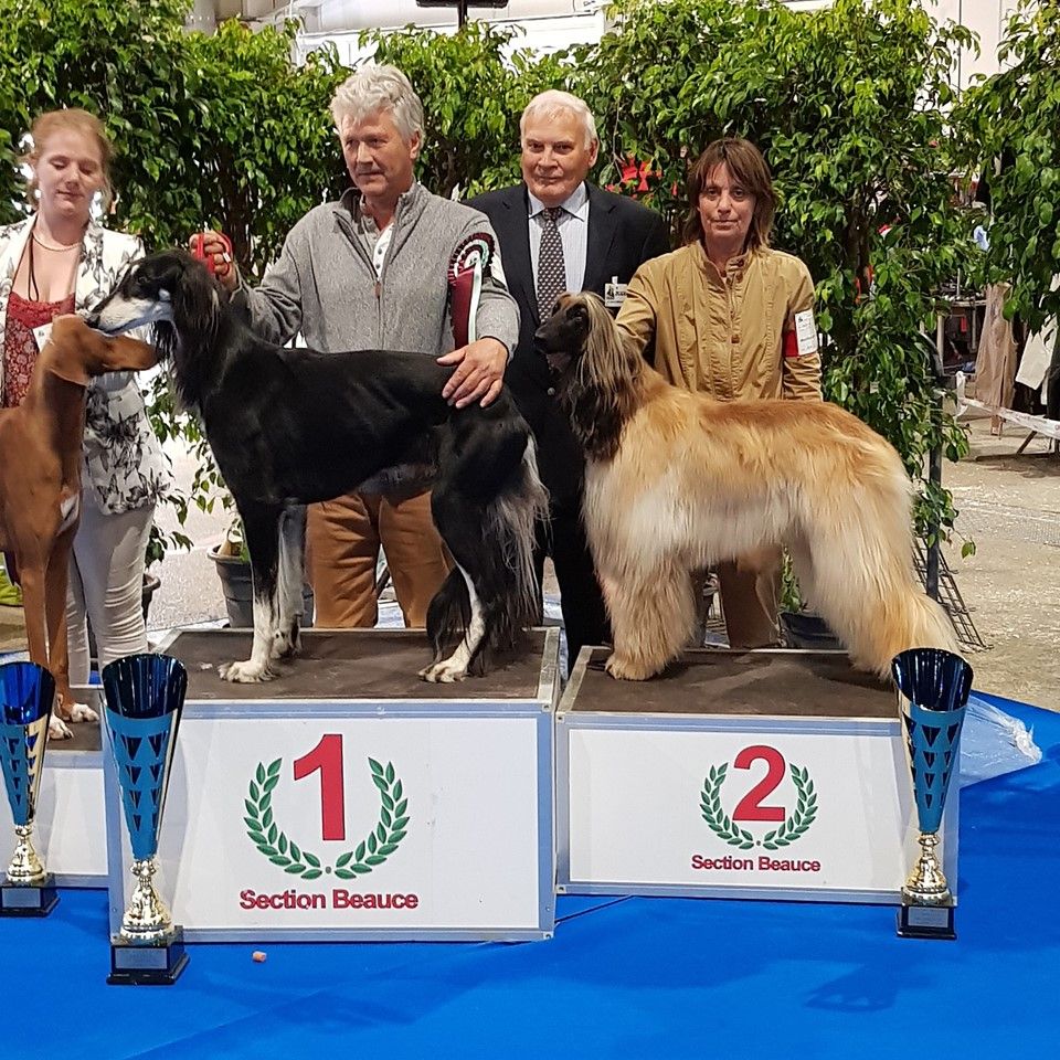 De koulangar - EXPOSITION NATIONALE DE CHARTRES SPECIALE DE RACE LE 09/06/2019