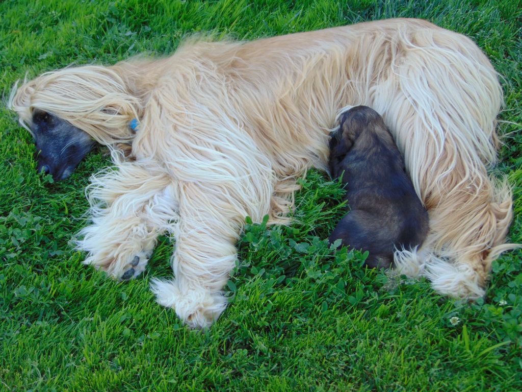 Chiot Levrier afghan De koulangar